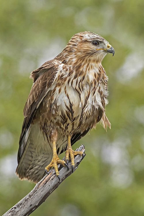 Eurasian buzzard